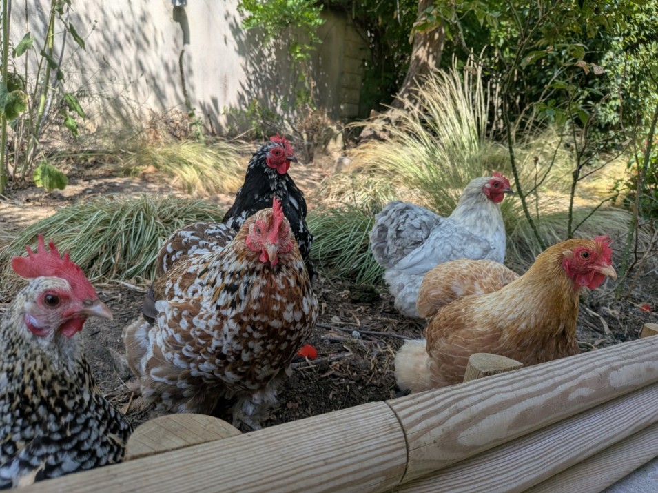 les poules